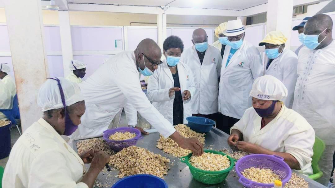Le Togo cultive, produit, transforme et exporte l’anacarde vers l’Europe