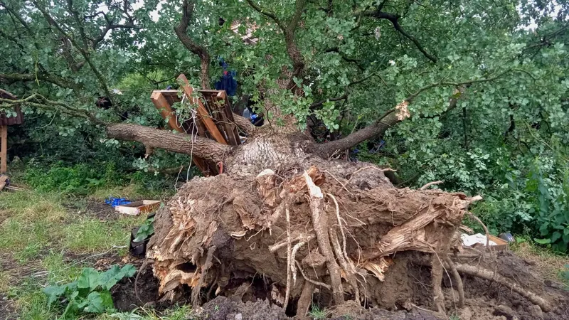 Bénin : Chute d’un bûcheron d’un arbre