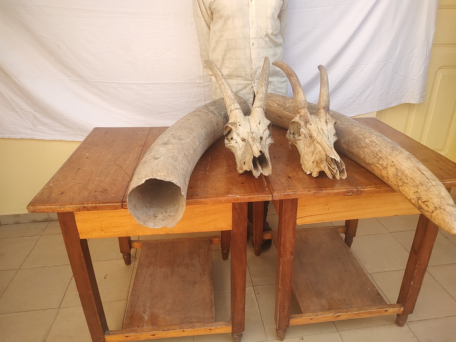 Trafic d’espèces protégées : Un trafiquant d’ivoire d’éléphant arrêté puis déféré