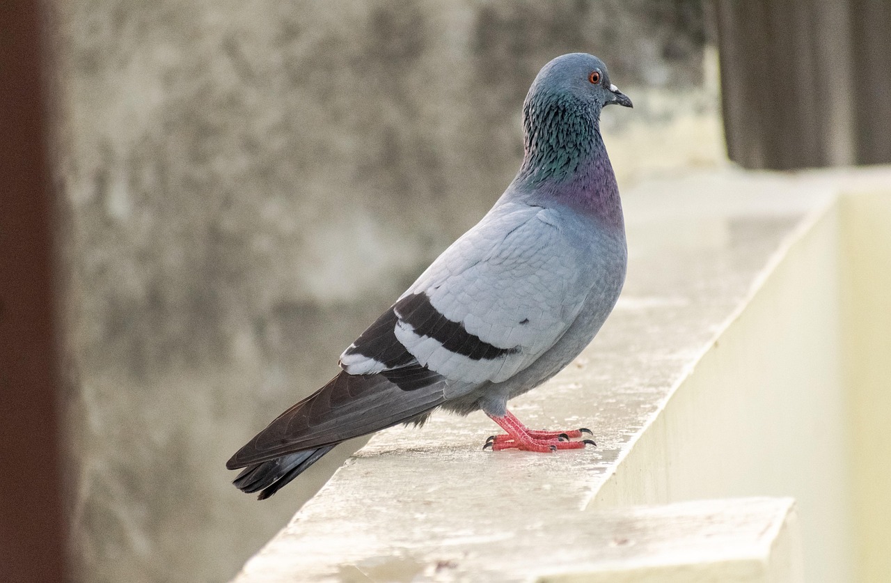 Les pigeons urbains : un réservoir méconnu de bactéries résistantes aux antibiotiques au Togo