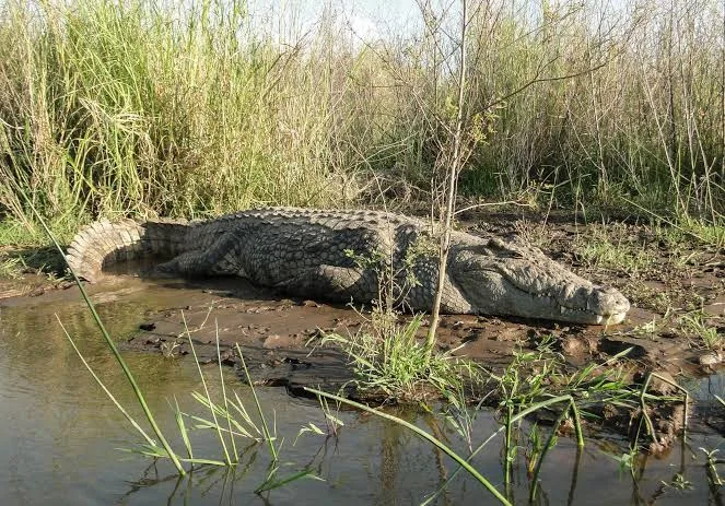 Agoè-Nyivé 6 : danger dans les eaux, un crocodile repéré dans un étang