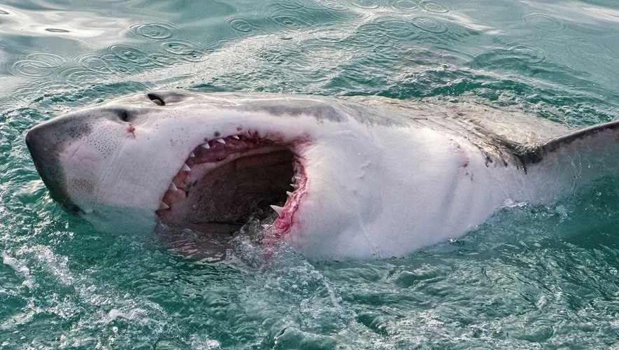 Drame : une nageuse succombe à une attaque de requin en Afrique du Sud